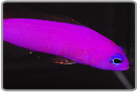 Strawberry Dottyback